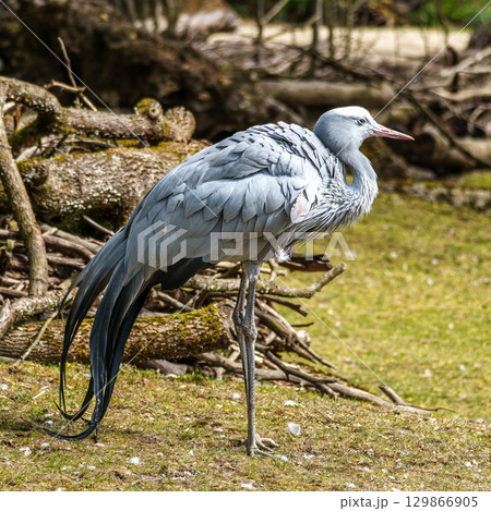 The Blue Crane, Grus paradisea, is an endangered bird The Blue Crane, Grus paradisea, is an endangered bird 129866905