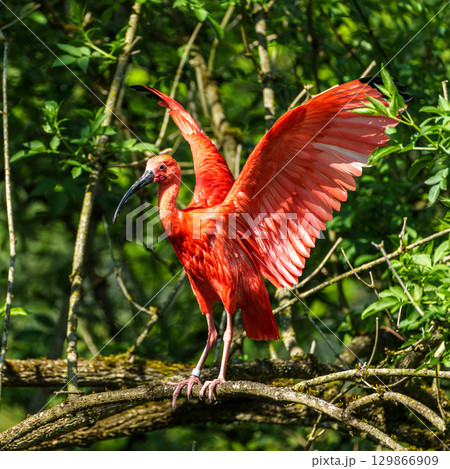 The Scarlet ibis, Eudocimus ruber is a species of ibis in the bird family Threskiornithidae. 129866909