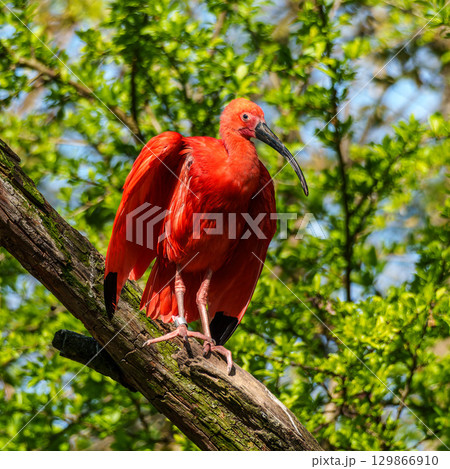 The Scarlet ibis, Eudocimus ruber is a species of ibis in the bird family Threskiornithidae. The Scarlet ibis, Eudocimus ruber is a species of ibis in the bird family Threskiornithidae. 129866910