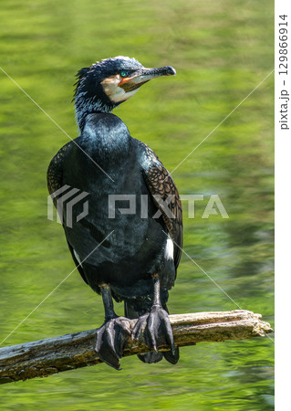 The great cormorant, Phalacrocorax carbo sitting on a branch The great cormorant, Phalacrocorax carbo sitting on a branch 129866914
