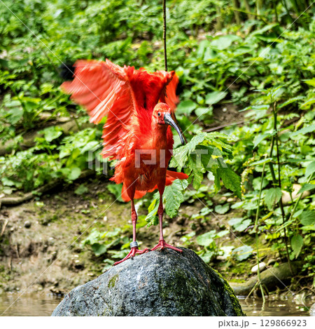 The Scarlet ibis, Eudocimus ruber is a species of ibis in the bird family Threskiornithidae. 129866923