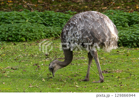Darwin's rhea, Rhea pennata also known as the lesser rhea. 129866944
