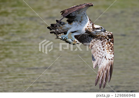 鮎を掴むミサゴ 129866948
