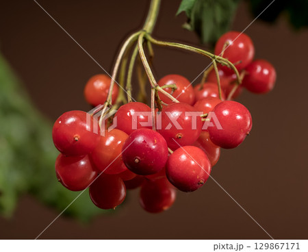 A Tight Cluster of Ripe Red Viburnum Berries 129867171