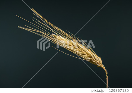 Close-up macro shot of a single ripe golden grain stalk 129867180