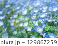 青いネモフィラ 129867259