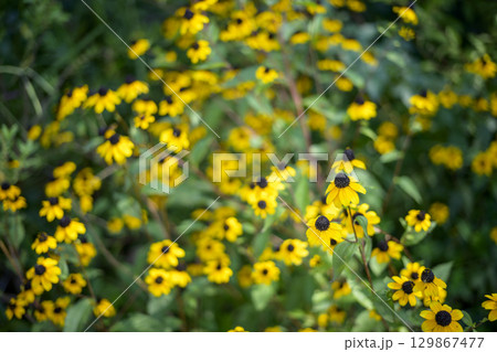 ルドベキア 夏 黄色い 花 イメージ ルドベキア 夏 黄色い 花 イメージ 129867477