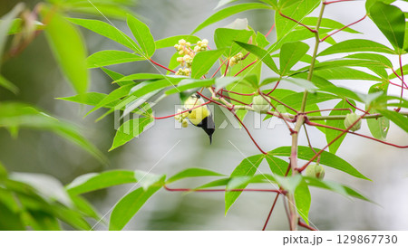 Sunbird feeding on flowers among green leaves in Sinharaja Rain Forest, Sri Lanka. The bird is hanging upside down while searching for nectar 129867730