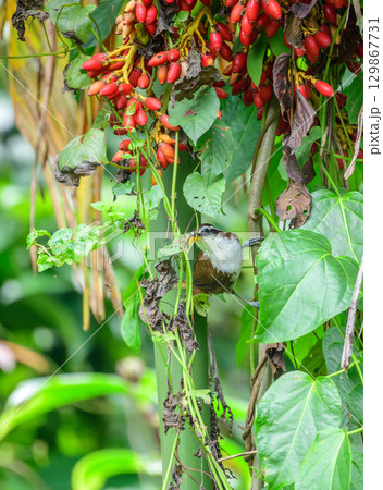 A scimitar babbler is perched on a plant near a cluster of red fruits in Sinharaja Forest Reserve. Endemic bird of Sri Lanka 129867731