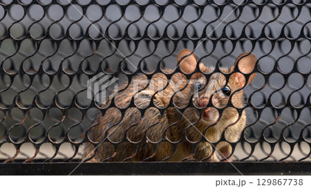 A rat caught inside a metal trap. The animal is behind a black wire mesh A rat caught inside a metal trap. The animal is behind a black wire mesh 129867738