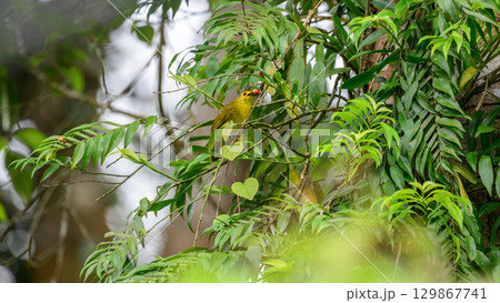 Yellow Browed Bulbul perch on a branch, eating a red berry in the Sinharaja forest. 129867741
