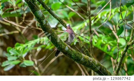Asian Emerald Dove perched on a moss-covered tree branch in the Sinharaja rain forest. 129867742