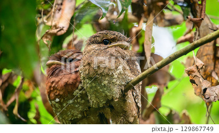Sri Lanka frogmouth pair roosting closely together in Sinharaja rain forest, female bird on the left. Sri Lanka frogmouth pair roosting closely together in Sinharaja rain forest, female bird on the left. 129867749