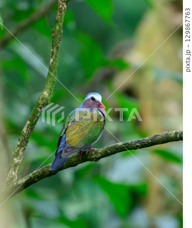 Asian Emerald Dove perched on a moss-covered tree branch in the Sinharaja rain forest. 129867763