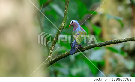 Asian Emerald Dove perched on a moss-covered tree branch in the Sinharaja rain forest. 129867765