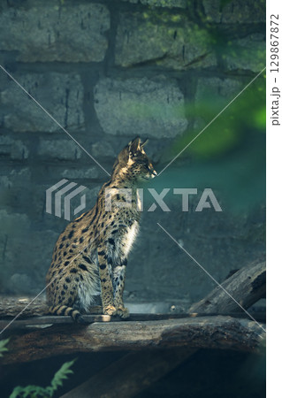 Leptailurus serval sitting on tree in national park and looking away. Vertical portrait of serval wildcat. 129867872