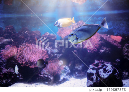 Naso vlamingii fish in aquarium with coral reef. Wildlife underwater sea, undersea ecosystem. Unicorn fish is swimming in aquarium in zoo. 129867878