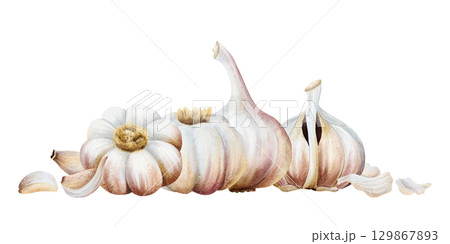 Garlic horizontal template with whole and half bulbs and cloves. Watercolor vegetables plants isolated illustration. Hand drawn realistic spicy food for kitchen and culinary. Healthy eating drawing 129867893