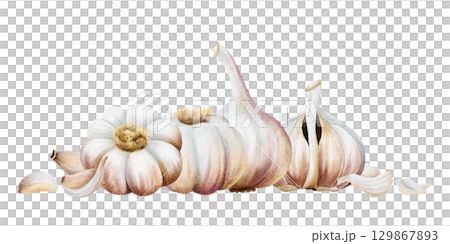 Garlic horizontal template with whole and half bulbs and cloves. Watercolor vegetables plants isolated illustration. Hand drawn realistic spicy food for kitchen and culinary. Healthy eating drawing 129867893