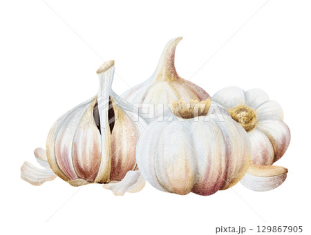 Watercolor garlic whole, half bulb and cloves illustration isolated on white. Hand drawn realistic spicy food for kitchen and culinary designs. Fall healthy vegetables drawing composition 129867905