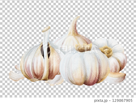 Watercolor garlic whole, half bulb and cloves illustration isolated on white. Hand drawn realistic spicy food for kitchen and culinary designs. Fall healthy vegetables drawing composition 129867905