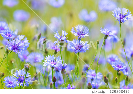 blooming blue cornflowers in a field on sunny day blooming blue cornflowers in a field on sunny day 129868453