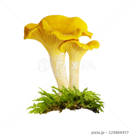 chanterelle mushrooms in moss isolated on white background 129868457