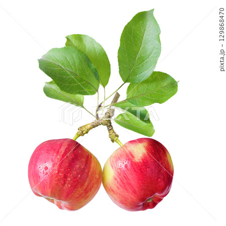 branch of fresh apples with leaves isolated on white background 129868470