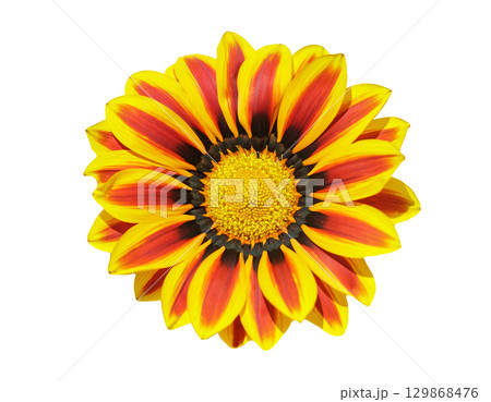 gazania flower or african daisy isolated on white background gazania flower or african daisy isolated on white background 129868476