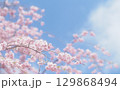 桜と空の背景イメージ、枝垂桜 129868494