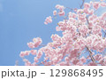 桜と空の背景イメージ、枝垂桜 129868495