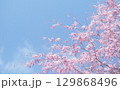 桜と空の背景イメージ、枝垂桜 129868496