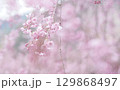 桜と空の背景イメージ、枝垂桜 129868497