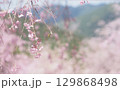 桜と空の背景イメージ、枝垂桜 129868498