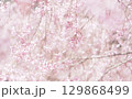 桜と空の背景イメージ、枝垂桜 129868499