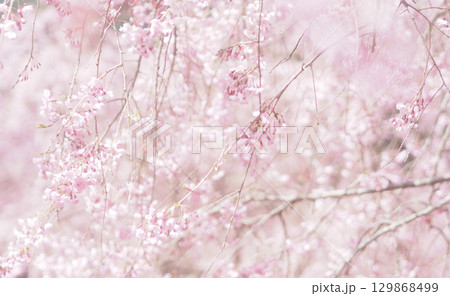 桜と空の背景イメージ、枝垂桜 桜と空の背景イメージ、枝垂桜 129868499