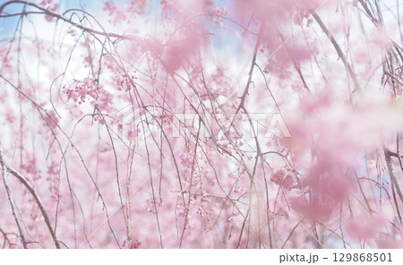 桜と空の背景イメージ、枝垂桜 129868501