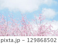 桜と空の背景イメージ、枝垂桜 129868502