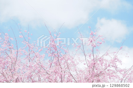 桜と空の背景イメージ、枝垂桜 桜と空の背景イメージ、枝垂桜 129868502