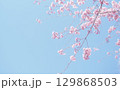桜と空の背景イメージ、枝垂桜 129868503
