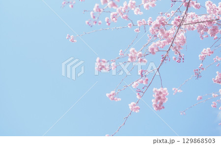 桜と空の背景イメージ、枝垂桜 129868503