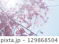 桜と空の背景イメージ、枝垂桜 129868504