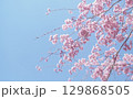 桜と空の背景イメージ、枝垂桜 129868505