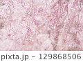 桜と空の背景イメージ、枝垂桜 129868506