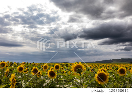Sunflowers Sway in a Vast Field Under a Dramatic Cloudy Sky at Midday 129868612