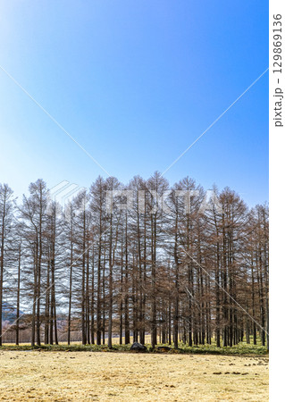 カラマツ並木 129869136