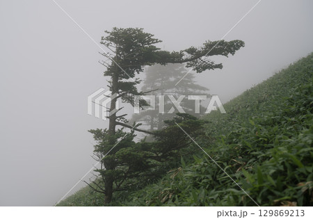 霧に包まれた斜面の針葉樹と笹の風景 129869213