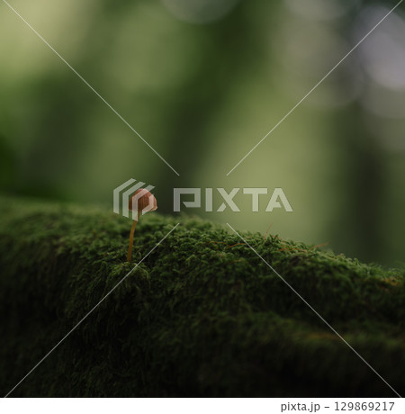森林の苔に立つ一本のキノコの姿 森林の苔に立つ一本のキノコの姿 129869217