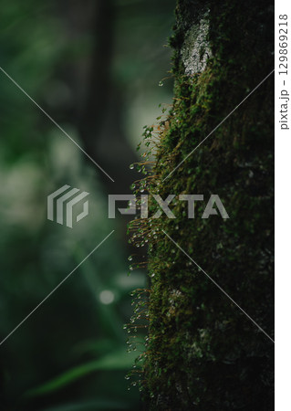 森林の苔に付いた露と水滴のマクロ写真 129869218