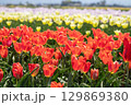 鮮やかに咲く春のチューリップ 129869380